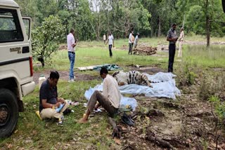 Tigress body found in Bandhavgarh Tiger Reserve