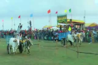 bullock-cart-competition-in-chikkamagaluru