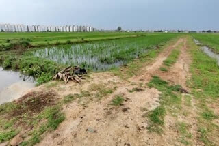 YSRCP LEADERS OCCUPIED LANDS