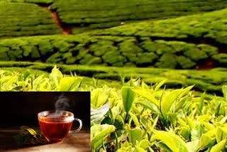 drinking-tea-may-reduce-risk-of-type-2-diabetes-study