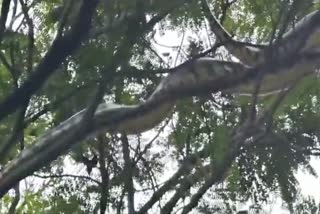 large python on a tree