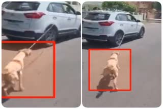 Doctor Drags Chained Dog with car in Jodhpur