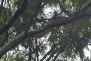 FOREST DEPARTMENT  RESCUED LARGE PYTHON  TREES BRANCH  MAHARASHTRA  CHAVIDNRA  BHIVANDIS  പെരുമ്പാമ്പിനെ രക്ഷപ്പെടുത്തി  ഭിവണ്ടി  മഹാരാഷ്‌ട്ര  മരക്കൊമ്പിൽ കുടുങ്ങിയ  ചവിന്ദ്ര