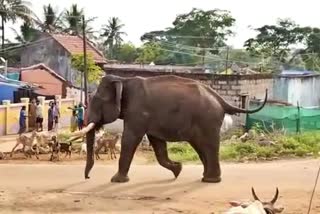 Wild elephant enters into a village