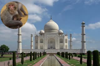 tajmahal