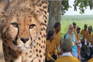 Politics Over Cheetah