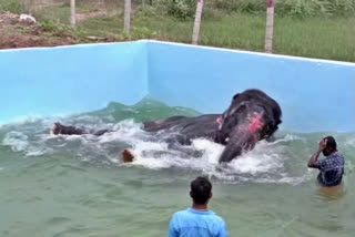 Assam State team visits elephant Jayamala which is now being raised in a Tamil Nadu temple. The pachyderm was in its bath when the official inspection was unfolding.