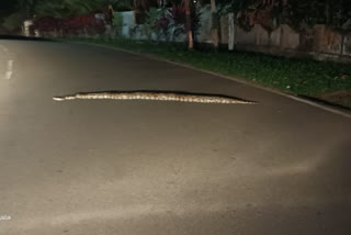 python caught from Kottayam  Kottayam python  കോട്ടയത്ത് നിന്നും പെരുമ്പാമ്പിനെ പിടികൂടി  പാലാ കൊല്ലപ്പള്ളി  കടനാട്  മുണ്ടക്കയം വണ്ടൻപതാൽ ഫോറസ്റ്റ് ഓഫീസ്