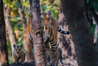 12-year-old mauled to death by a Tiger in UP's Lakhimpur Kheri