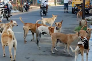 mass vaccination drive for stray dogs  Stray dog vaccination drive in kerala  തെരുവ് നായ ശല്യം  വാക്‌സിന്‍ യജ്ഞം ആരംഭിച്ചു  വാക്‌സിനേഷന്‍  തിരുവനന്തപുരം  തിരുവനന്തപുരം വാര്‍ത്തകള്‍  തിരുവനന്തപുരം പുതിയ വാര്‍ത്തകള്‍  തിരുവനന്തപുരം ജില്ലാ വാര്‍ത്തകള്‍  കേരള വാര്‍ത്തകള്‍  kerala news updates  kerala latest news updates