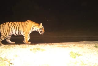 Tiger movement in Jaipur