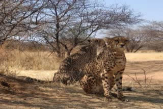 Experts keep close watch as cheetahs adapt to new environment