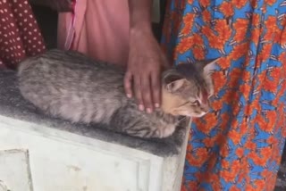 Pet cat that returns home after going missing for two years is the new star in Kottayam of Kerala