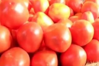 Fungus in Tomatoes