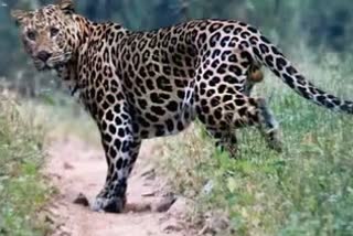 Leopard died due to current in Dhar