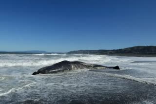 dead sperm whales found beached on australia  dead sperm whales in australia  തിമിംഗലങ്ങളുടെ ശവശരീരങ്ങൾ  സ്‌പേം വെയിലുകൾ ചത്ത നിലയിൽ  ഓസ്‌ട്രേലിയയിൽ സ്‌പേം വെയിലുകൾ ചത്ത നിലയിൽ  അന്താരാഷ്‌ട്ര വാർത്തകൾ  മലയാളം വാർത്തകൾ  malayalam news  international news  whales in Tasmania  ബാസ് കടലിടുക്കിലെ കിങ് ഐലൻഡിൽ  തിമിംഗലങ്ങളെ കണ്ടെത്തി