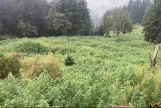 Central Bureau of Narcotics destroys 1,032 hectares of illicit cannabis cultivation in HP