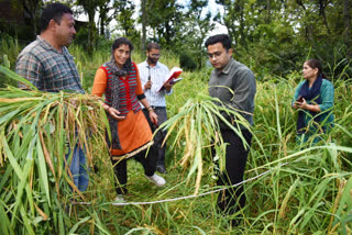 Chamoli DM Cut Paddy Crop