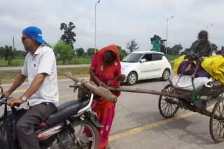 Widow woman pulls bullock cart with daughter in MP