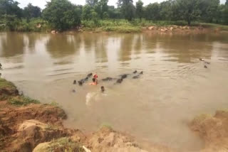 Villagers cross river holding buffalo tail