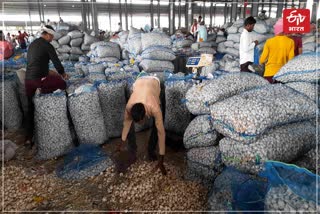 Rajasthan Govt did not start purchase of Garlic, Garlic Rates Down in Hadauti