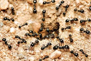 20-quadrillion-ants-are-there-on-earth-says-researchers