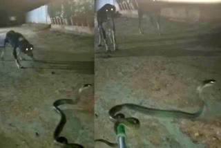 dogs standing across a cobra viral video