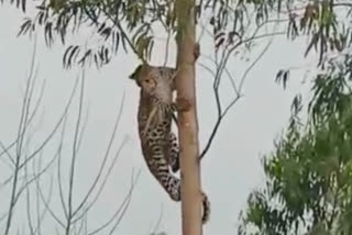 Leopard on a tree