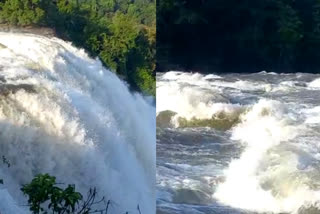 Parambikulam dam shutter brokened  Chalakudy Water level rises  Chalakudy river Water level rises  പറമ്പിക്കുളം ഡാമിലെ ഷട്ടറുകള്‍ തകരാര്‍  പറമ്പിക്കുളത്തുനിന്നും വെള്ളം കുതിച്ചെത്തി  ചാലക്കുടിയില്‍ ജലനിരപ്പ് ഉയരുന്നു  ചാലക്കുടി പുഴയില്‍ ജലനിരപ്പ് ഉയരുന്നു  പറമ്പിക്കുളം ഡാമിന്‍റെ ഷട്ടുറുകള്‍ക്ക് തകരാര്‍  ചാലക്കുടി