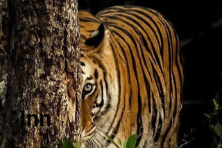 Tiger Attack In Bagaha