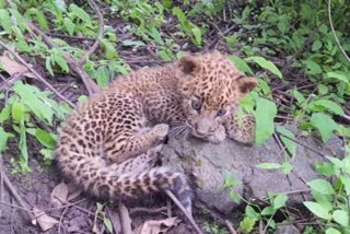 calf and female leopard