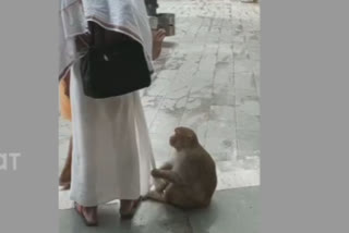 Monkey demands food from monk by clinging to his clothes in Mathura; video viral on social media