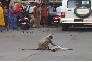 Jabalpur Viral Video monkey sitting on middle road.