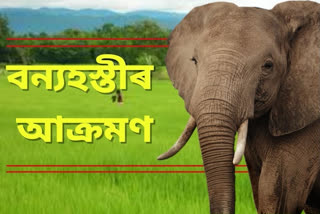 girl injured in elephant attack at jonai