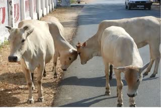 Lumpy virus in Gwalior Chambal zone