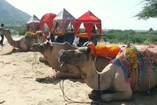 lumpy affect on Pushkar Mela