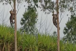 Viral video of a Leopard climbing eucalyptus tree  ആദ്യം മരത്തിൽ വലിഞ്ഞു കയറി  പിന്നെ താഴെയിറങ്ങി  വൈറലായി പുലിയുടെ മരം കയറ്റം  നാസിക്കിൽ മരത്തിൽ വലിഞ്ഞു കയറുന്ന പുലി  നാസിക് പുലി വൈറൽ വീഡിയോ  യൂക്കാലിപ്റ്റസ് മരത്തിൽ കയറുന്ന പുലി  Leopard nashik viral video  animals viral video  മരത്തിൽ കയറുന്ന പുലി  പുലിപ്പേടിയിൽ നാസിക്  പുലിയുടെ സാന്നിധ്യം