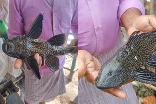 fish Etv Bharat