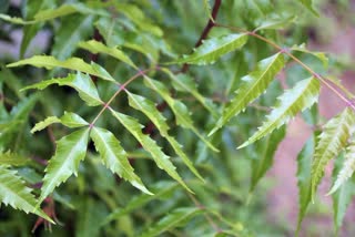 Neem benefits for health and its recipe