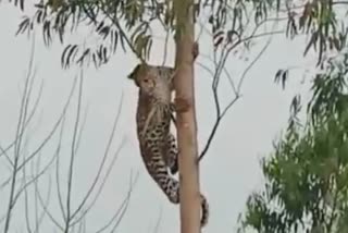 Leopard climbing a eucalyptus tree