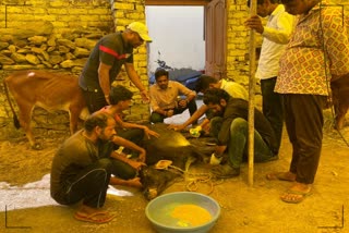 Udaipur Isolation Center for Cows