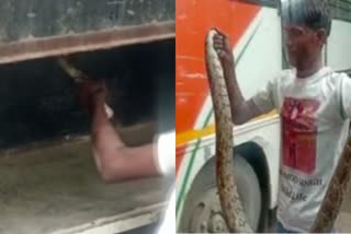 python-found-in-trunk-of-roadways-bus-in-prayagraj