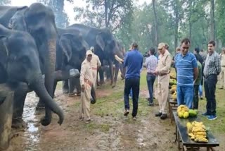 Elephant killed Mahout