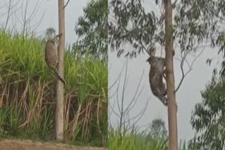 தைல மரம் ஏறும் சிறுத்தையின் வைரல் வீடியோ