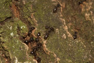 Ant population