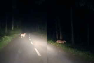 video of tiger crossing road  tiger crossing road at night in wayanad  tiger crossing road at night  wayanad tiger latest news  tiger video  റോഡ് മുറിച്ചു കടന്ന് കടുവ  വയനാട് കടുവ വീഡിയോ  റോഡ് മുറിച്ചു കടക്കുന്ന കടുവയുടെ ദൃശ്യം  ജനവാസ മേഖലയില്‍ കടുവ  വയനാട് റോഡില്‍ കടുവ  കടുവ വീഡിയോ