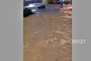 A video of cattle being washed away by raging floodwater goes viral on social media.