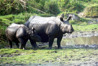 World Rhino Day celebrated in Gorumara National Park