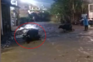 two cows washed away in rain water in dehardun uttarkhand