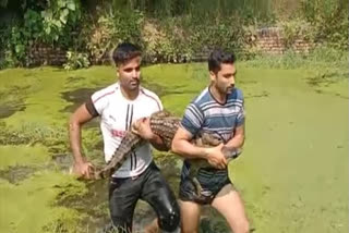 Forest Department team recues crocodile in Roorkee